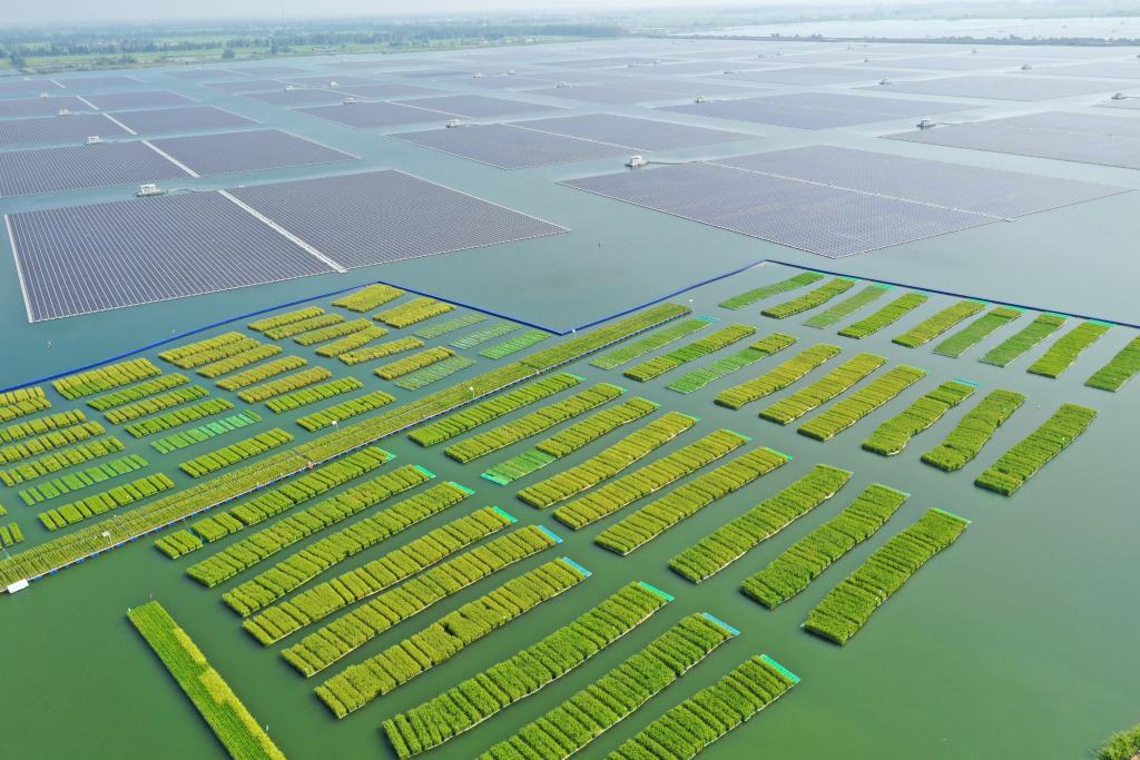 中国成功在大型煤田沉陷区上种植水