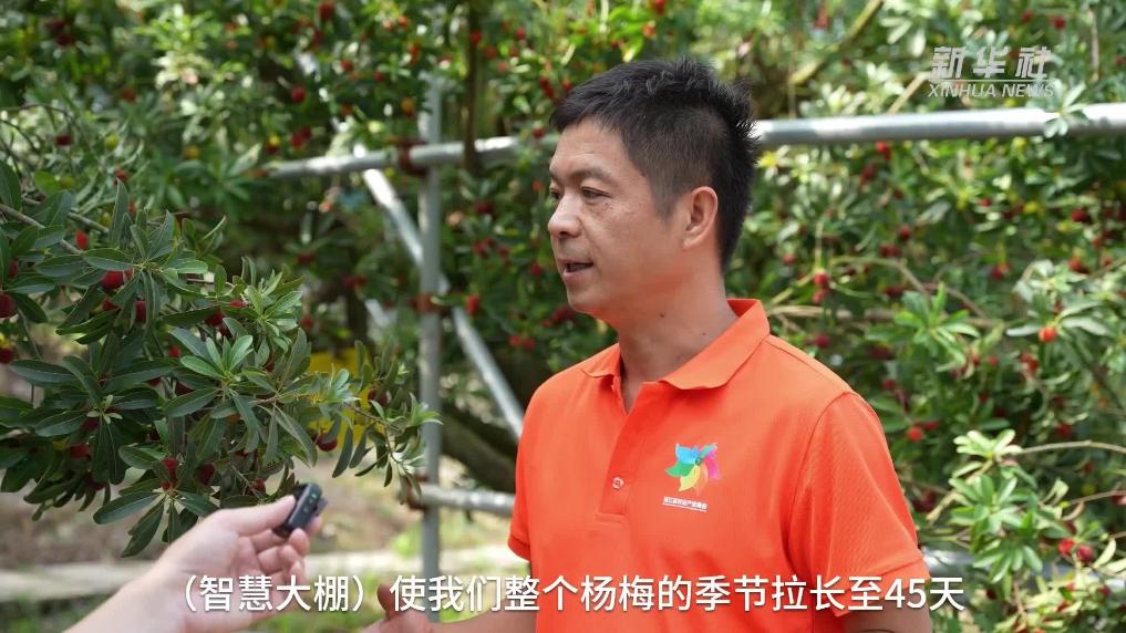 浙江寧波：智慧大棚讓楊梅增産增收