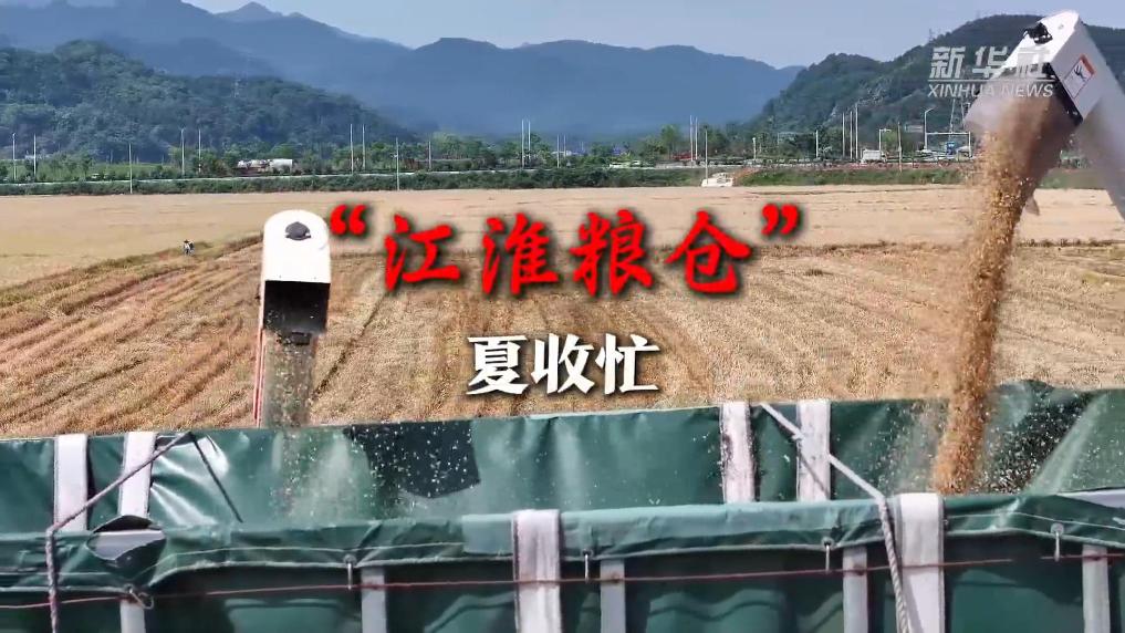 “江淮粮仓”夏收忙