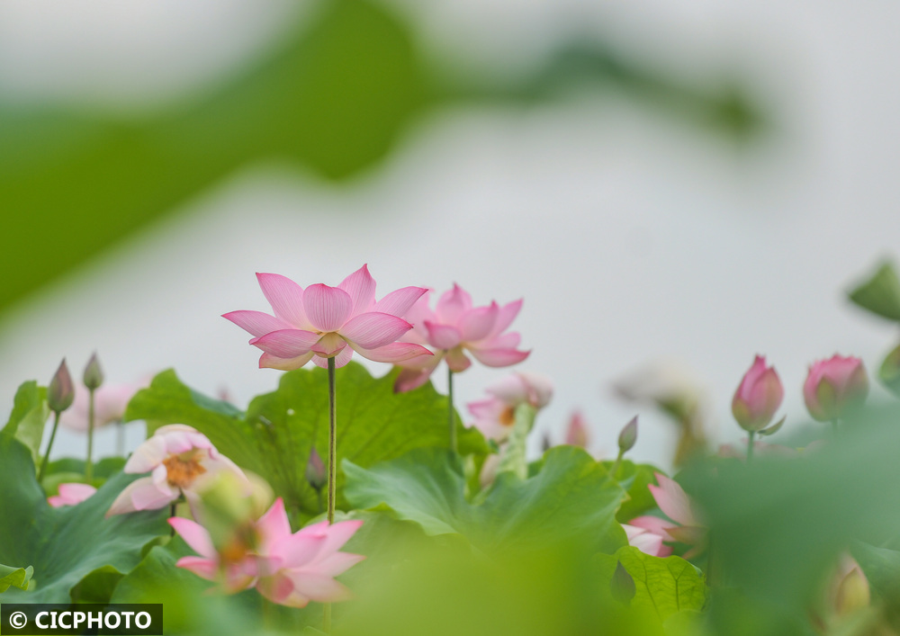 初夏花缤纷