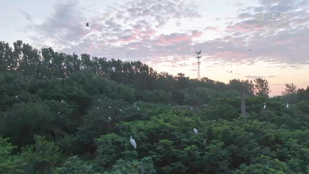 江苏泗洪：鹭鸟栖息“家门口”