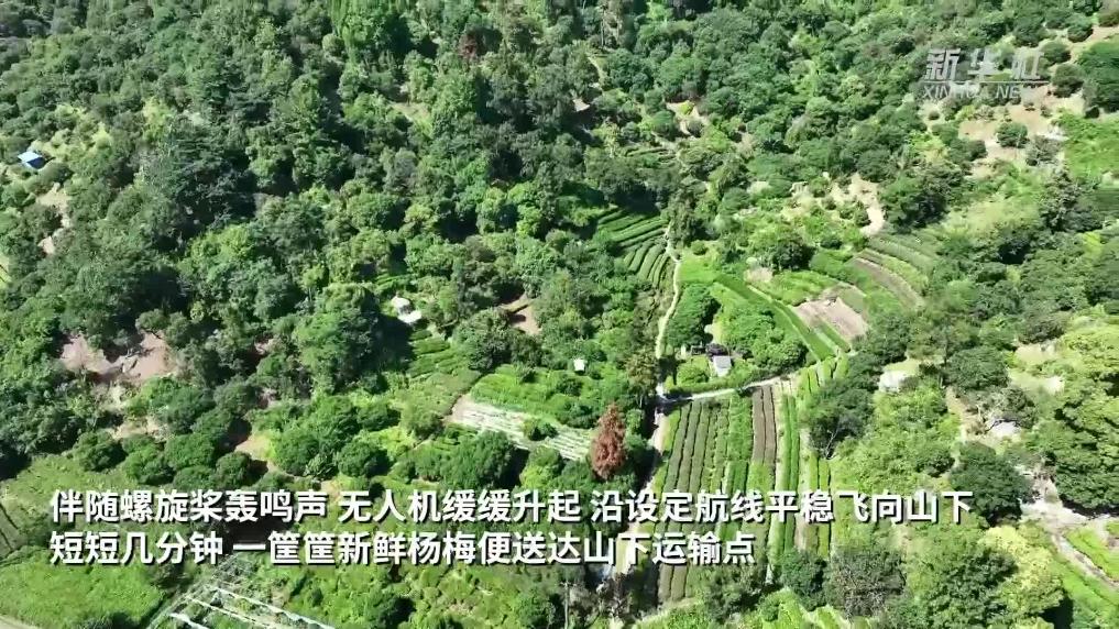 杭州：无人机助力杨梅“飞”下山