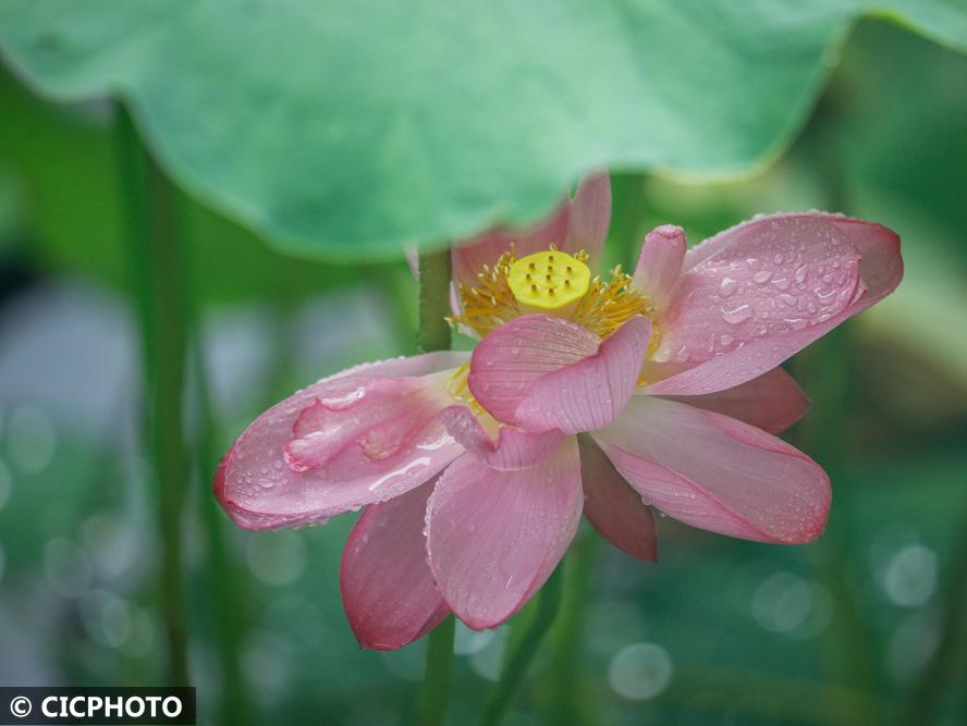 雨润夏荷