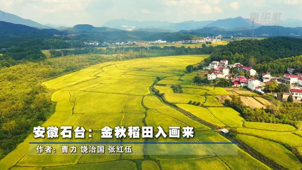 安徽石台：金秋稻田入画来