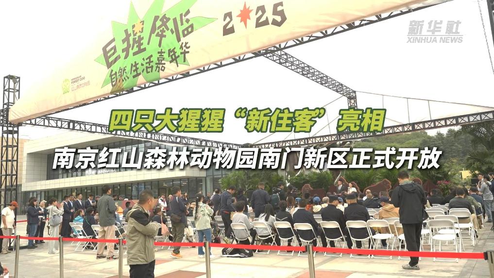 四只大猩猩“新住客”亮相 南京红山森林动物园南门新区正式开放