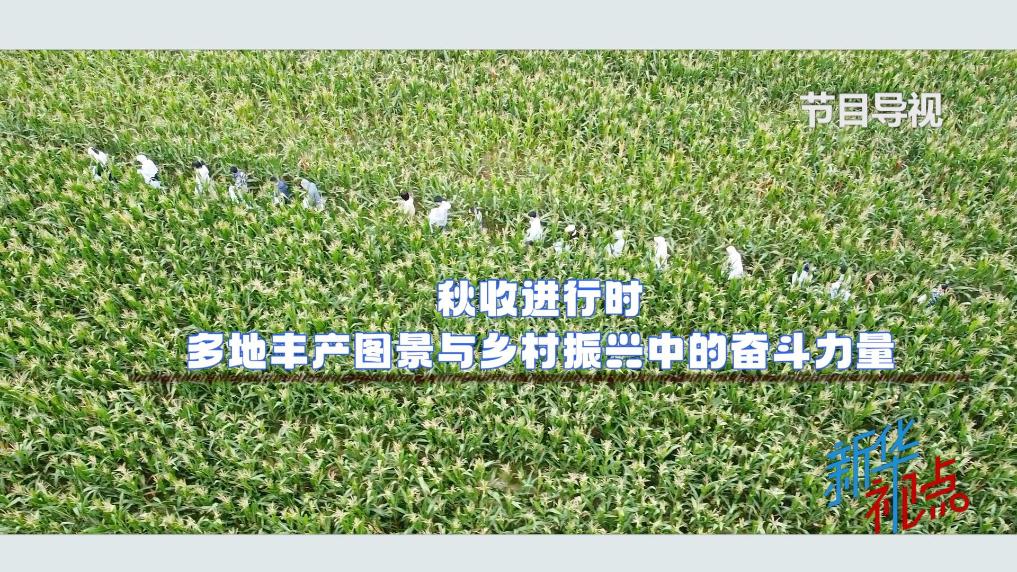 新华视点｜秋收进行时——多地丰产图景与乡村振兴中的奋斗力量