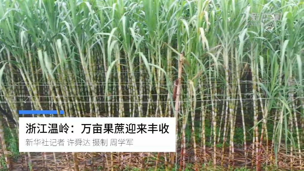 浙江温岭：万亩果蔗迎来丰收