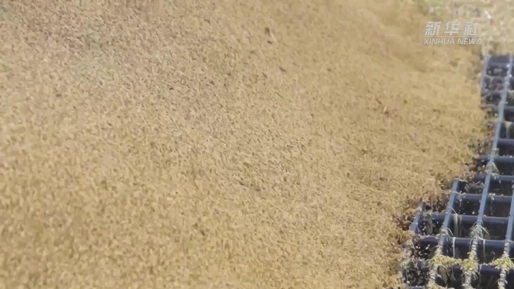 安徽铜陵：抢抓农时 保秋粮归仓