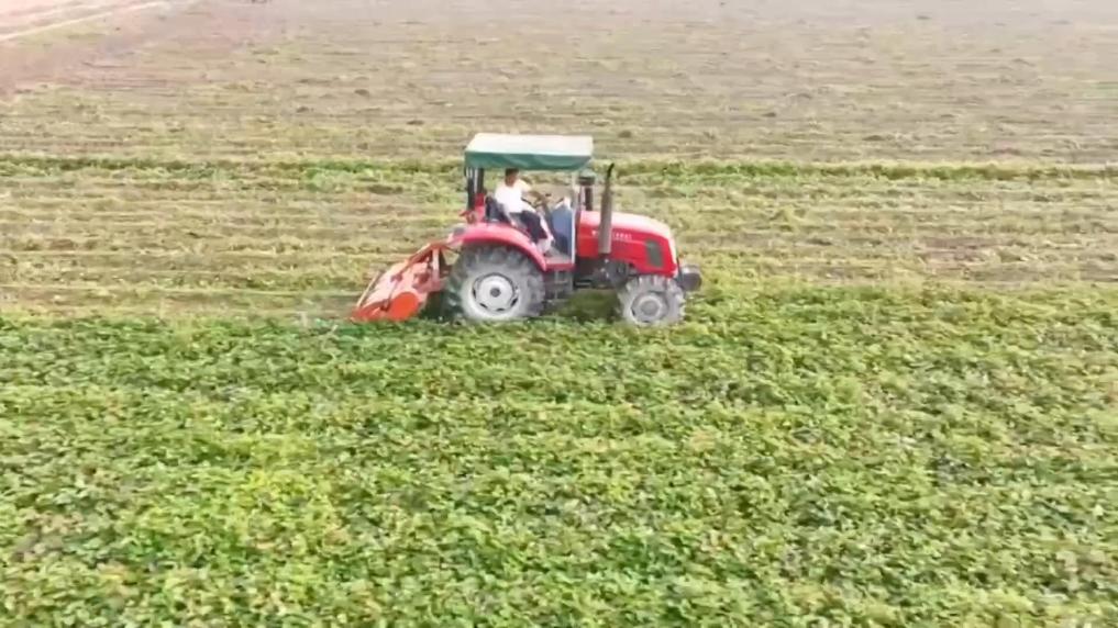 江苏灌南：蜜薯喜丰收 田间收获忙