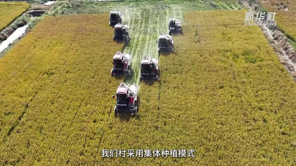 江苏灌云：机械化收粮绘“丰”景