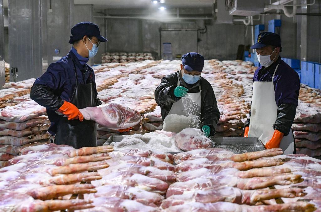 浙江金华：火腿腌制进入忙碌季节