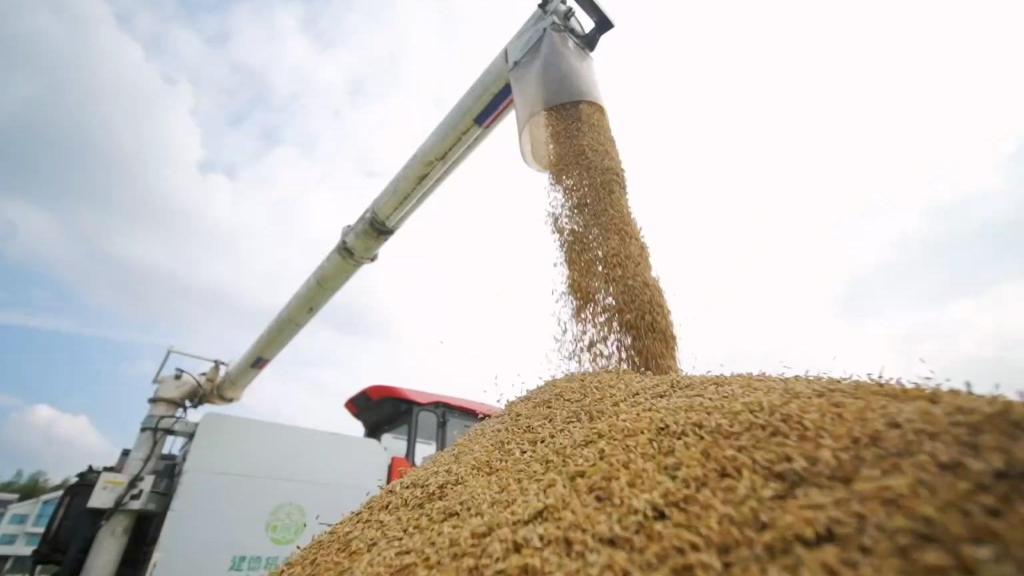 杭州建德：稻香小镇秋收忙