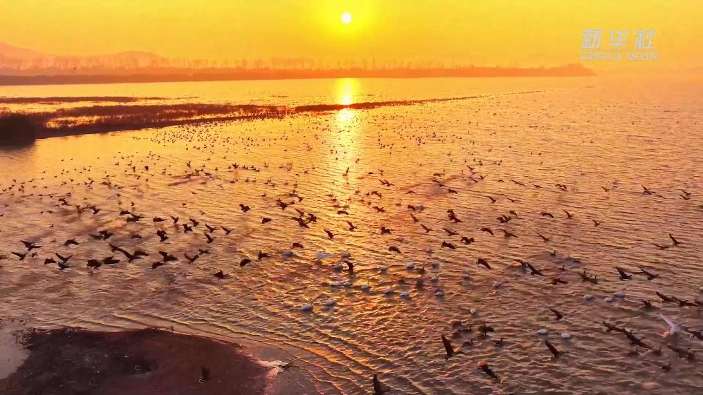 安徽池州：候鸟翩跹映湖山
