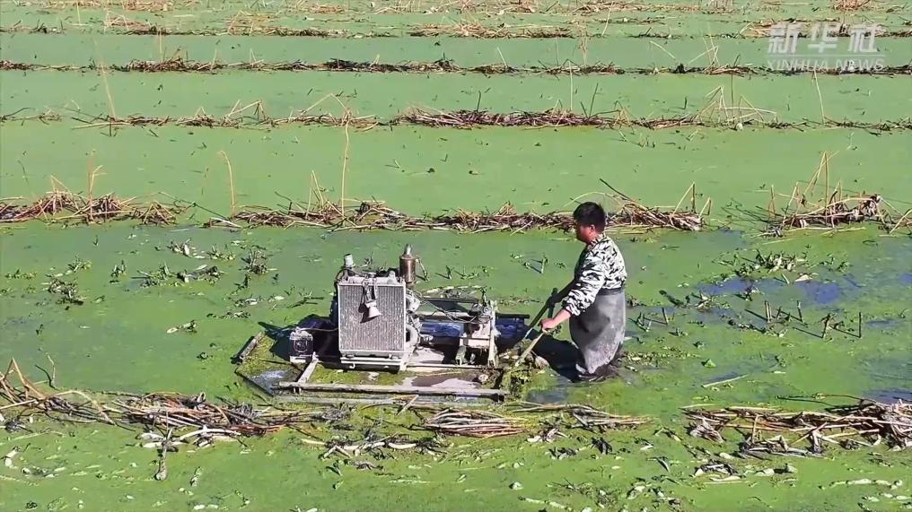 江苏灌南：700亩莲藕喜获丰收