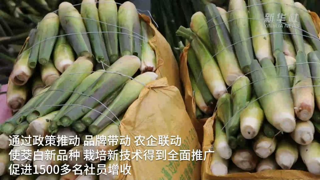 浙江温岭：冬季茭白迎丰收 农户田头采收忙