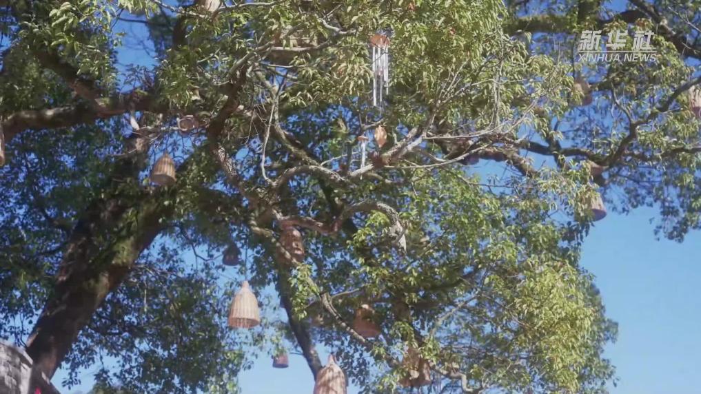 杭州桐庐：初冬畲乡入画来