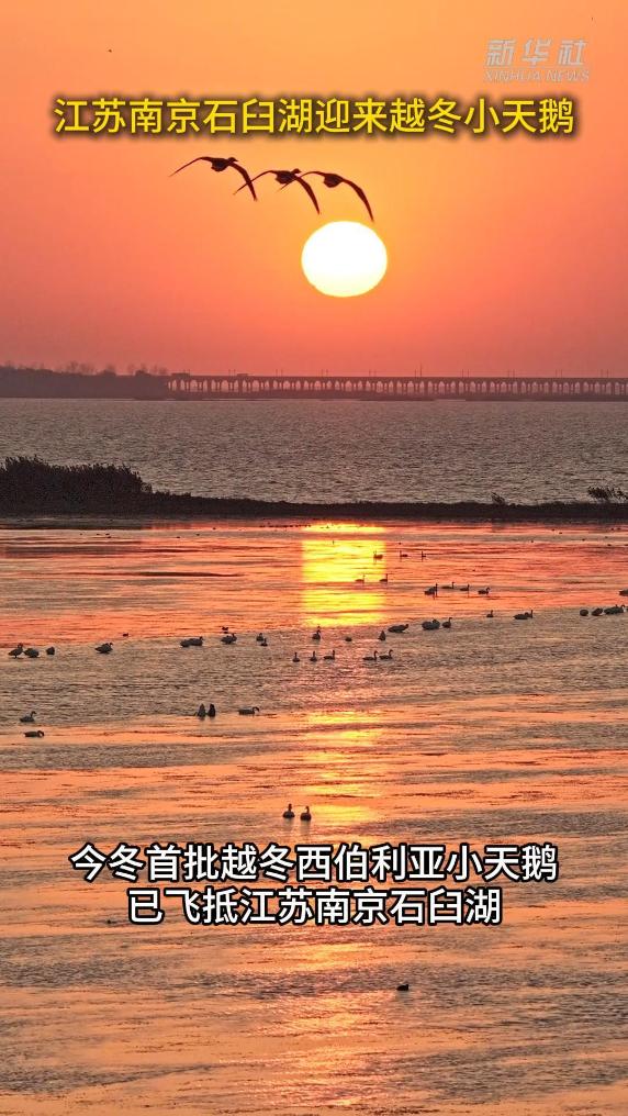 秀我中国｜江苏南京石臼湖迎来越冬小天鹅