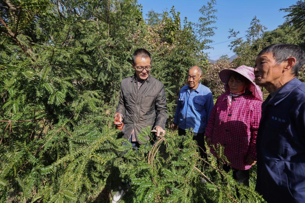 浙江诸暨：党建引领打造香榧之乡共富产业链