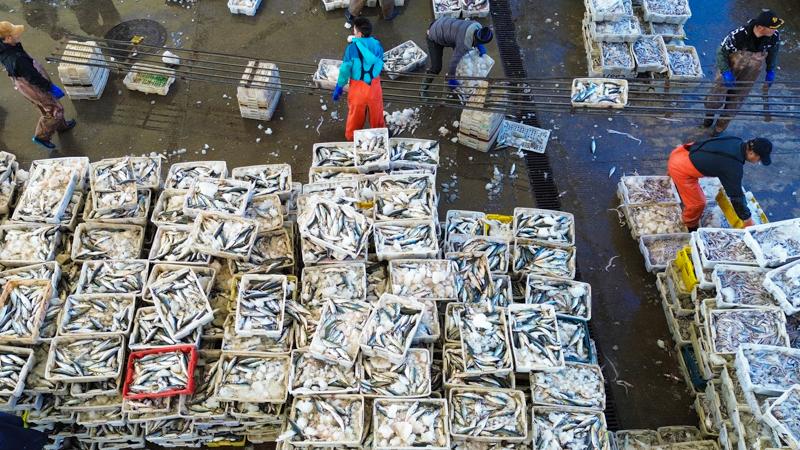 江苏启东：渔港收获忙