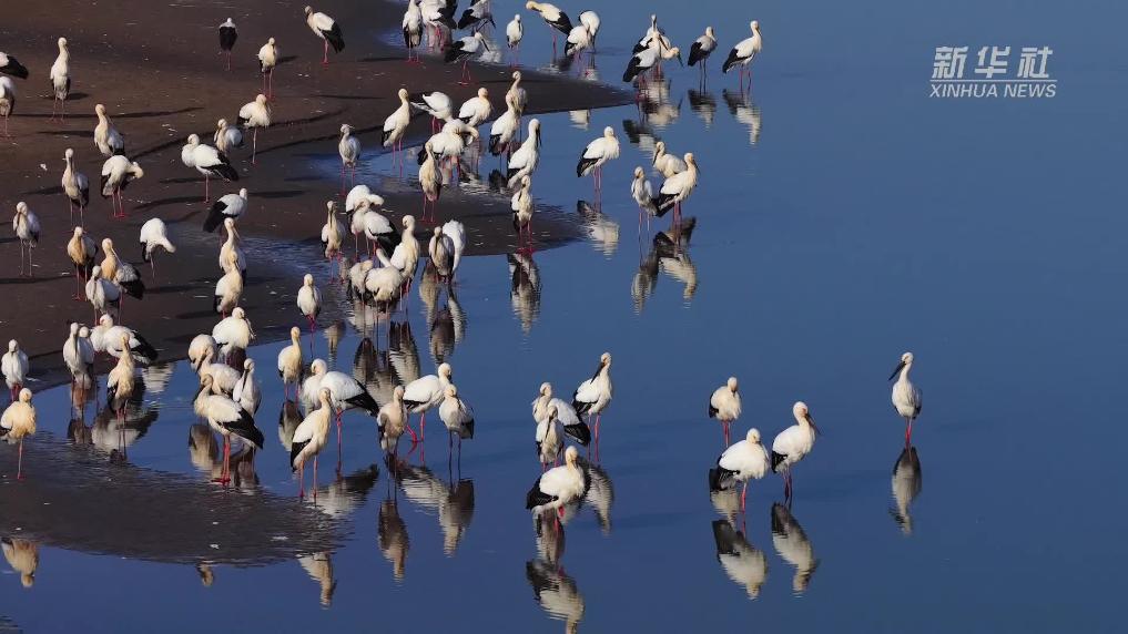 安徽池州：东方白鹳现身长江贵池段