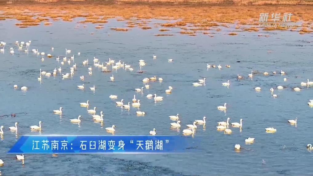 江苏南京：石臼湖变身“天鹅湖”