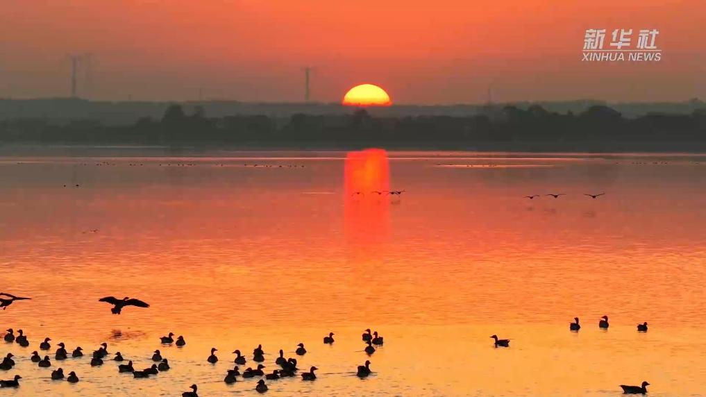 安徽池州：候鸟蹁跹醉金湖