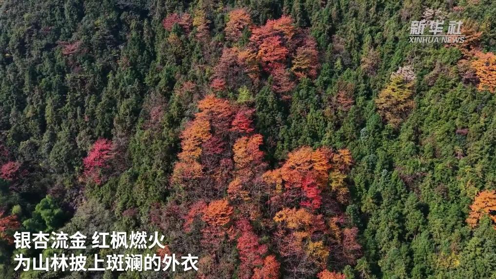 浙江天目山：彩林映盘山 一步一盛景