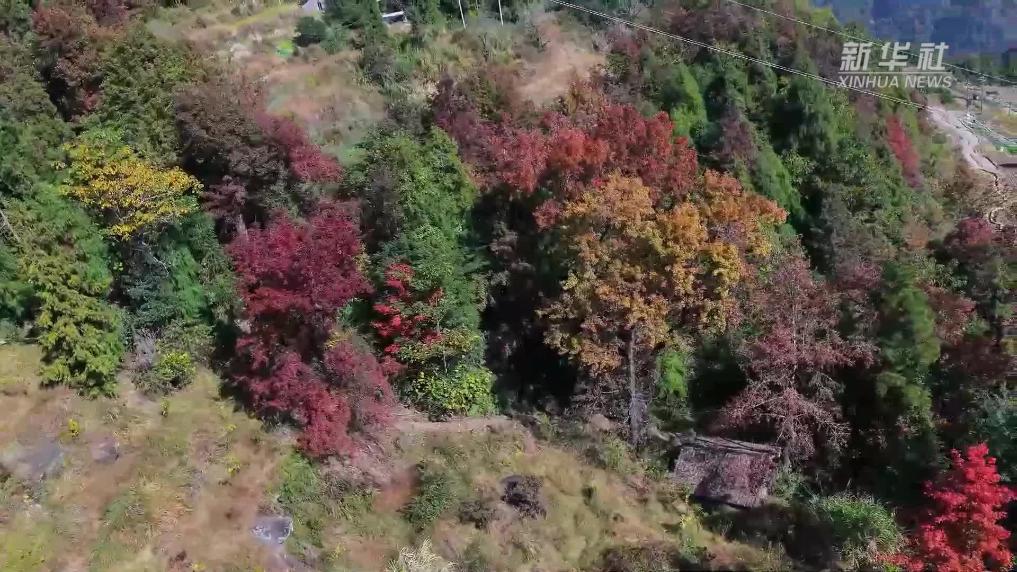 浙江文成：漫步山野古道间 邂逅红枫绚烂时