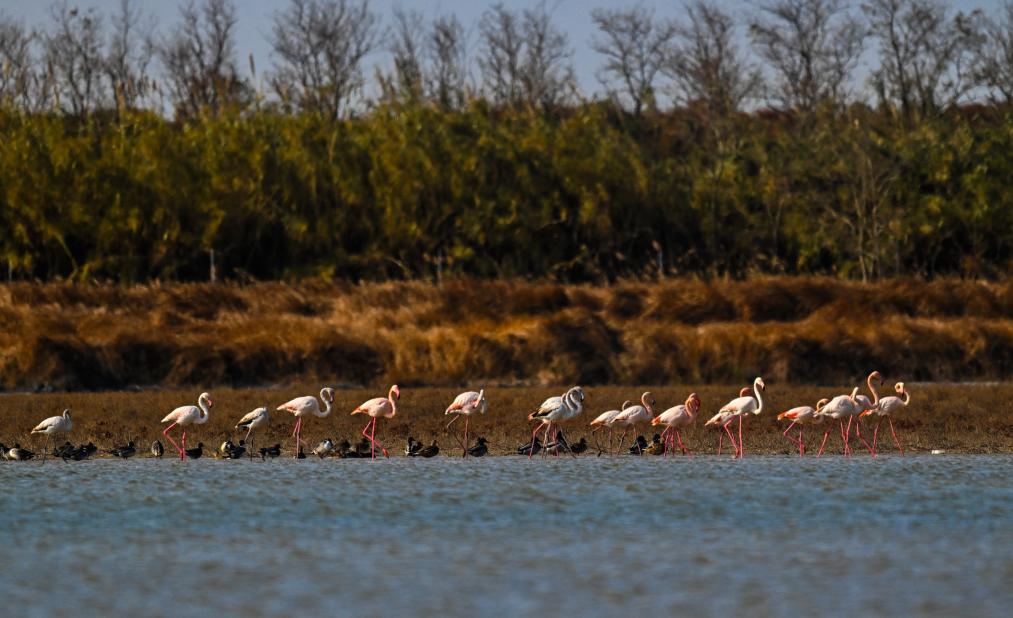 江苏东台：火烈鸟飞抵条子泥湿地越冬