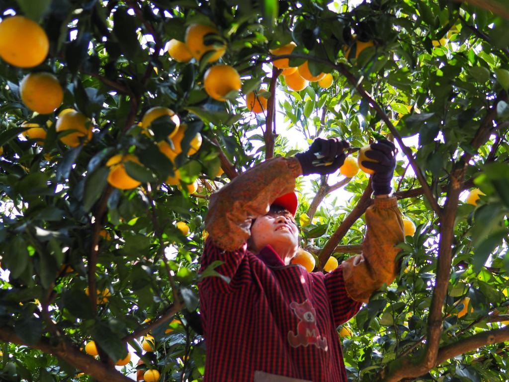 浙江庆元：一颗“金果果”甜了日子、富了乡村