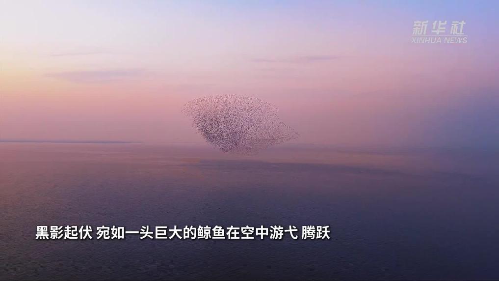 江苏连云港湿地万鸟翔集 “鸟浪”如鲸跃天际