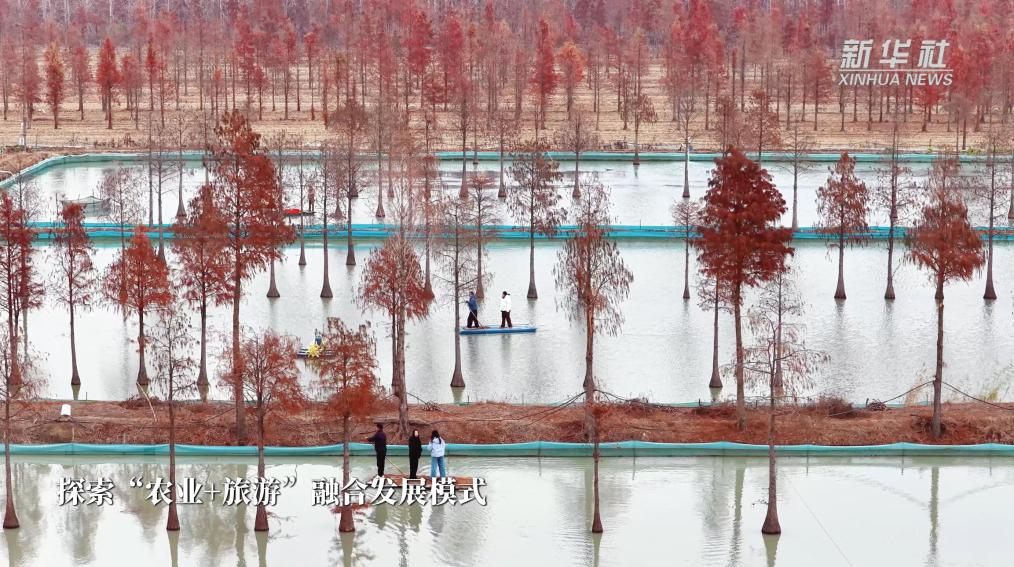 江苏泗洪：杉红蟹肥生态美