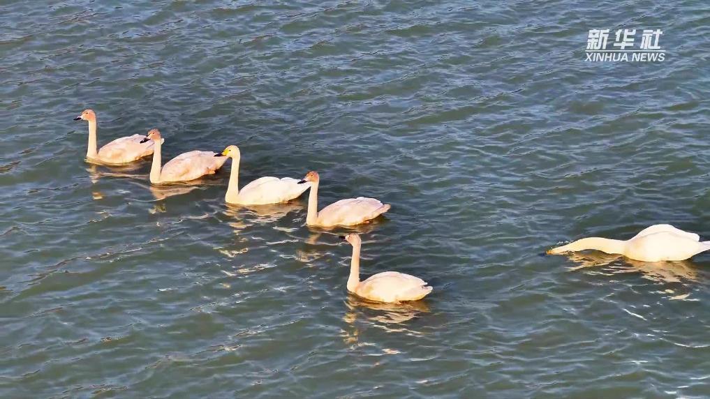 安徽铜陵：暮色如画 群鸟翩跹