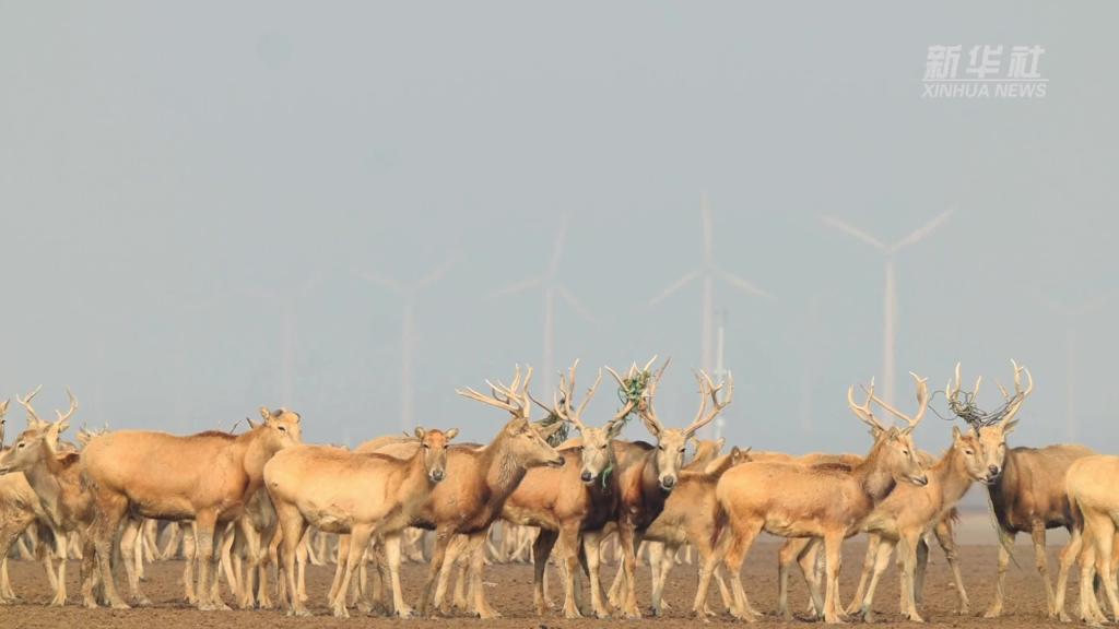 江苏盐城大丰：冬至“换角”进行时 麋鹿开启“萌趣”蜕变