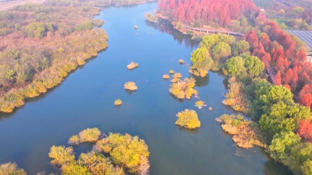 杭州临安青山湖：冬日水林 妙藏生机