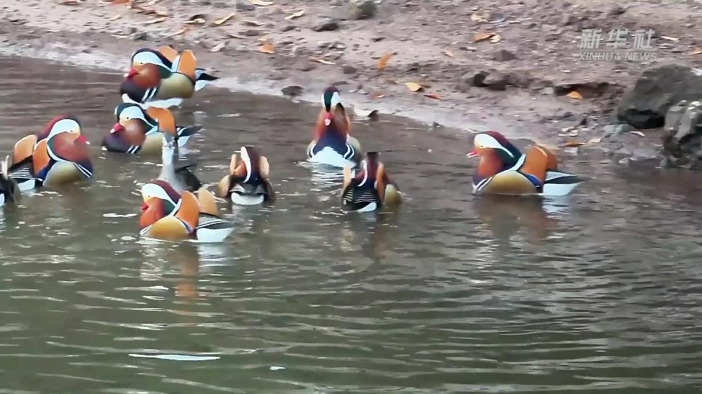 浙江永康:“水上精灵”奏响生态乐章