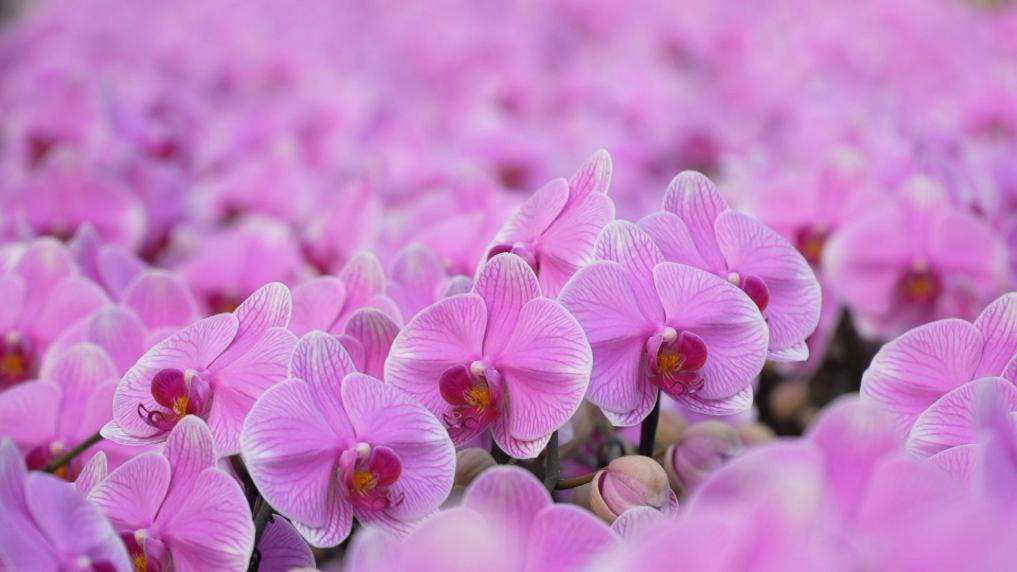 浙江湖州:年宵花走俏 科技赋能“花经济”