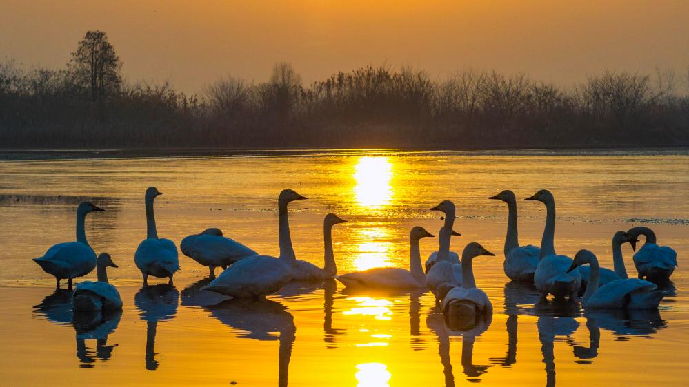 自然图画 飞鸟成诗