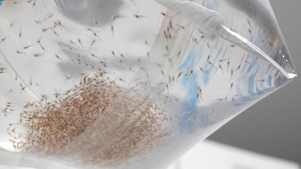 浙江湖州：科技助力 沼虾出苗迎高峰