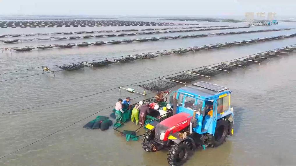 江苏如东：头水紫菜收获忙