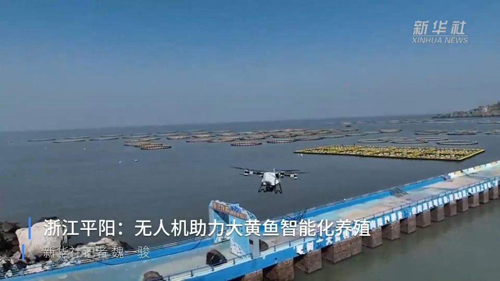 浙江平阳：无人机助力大黄鱼智能化养殖