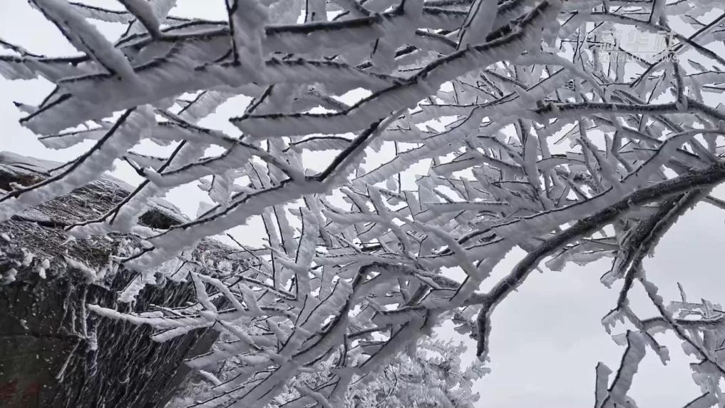 江苏连云港：“小雪+雾凇” 感受银装素裹的美丽