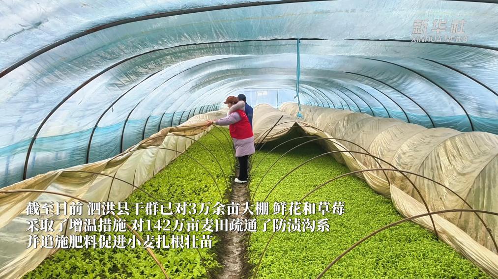 江苏泗洪:雪后抢管保农收