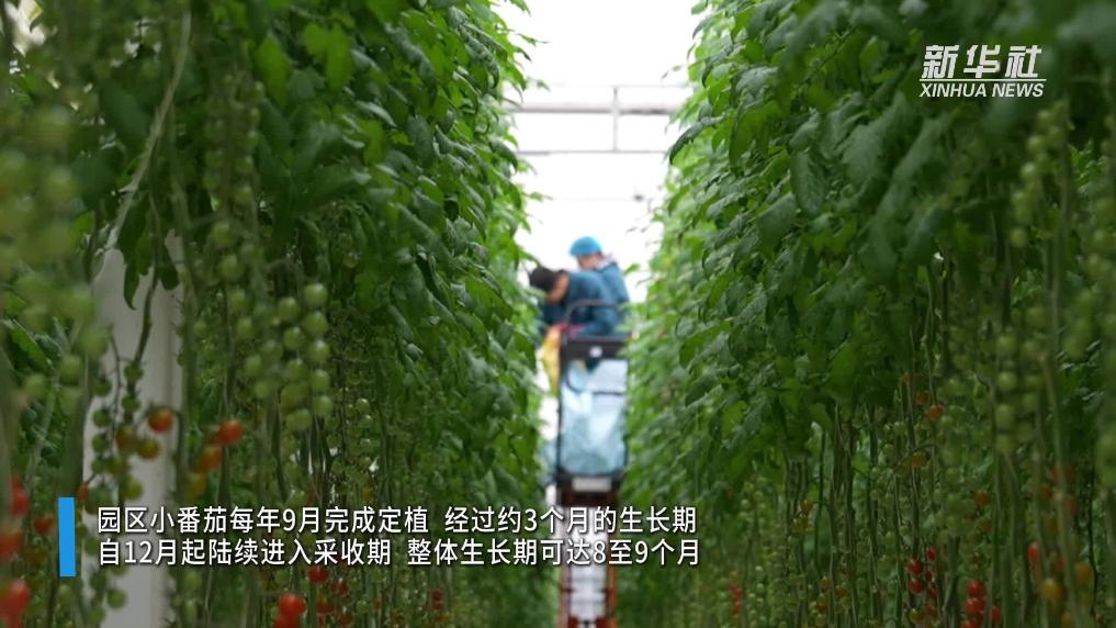 江苏泰州:科技赋能 智慧农场让种植更“聪明”