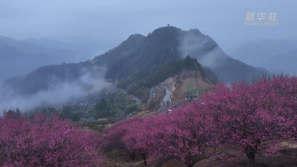 安徽歙县：梅花绽放迎客来