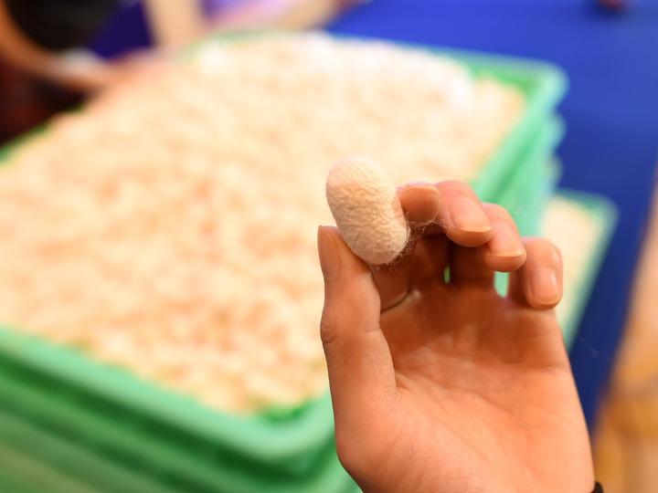 培育96家“科技新小龙”,浙江这样干