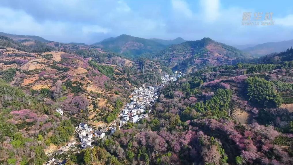 安徽黄山：卖花渔村梅花开