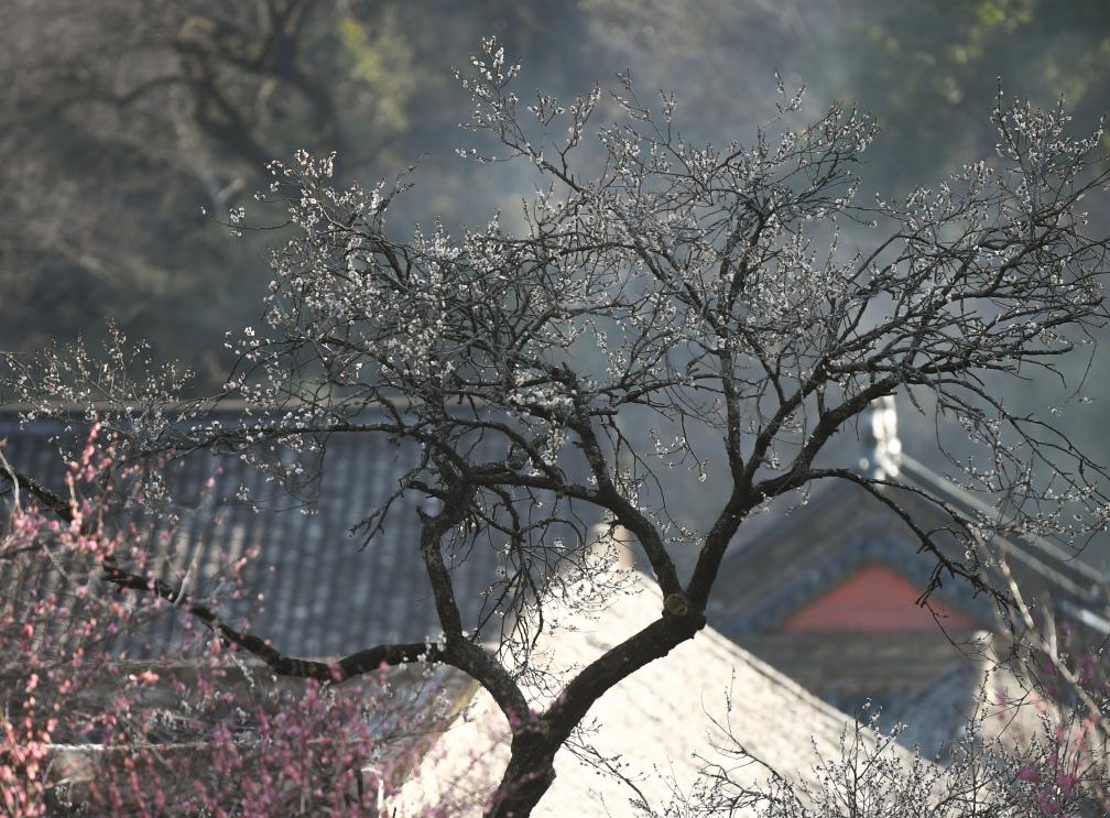 新华视界 | 浙江：隋梅盛开