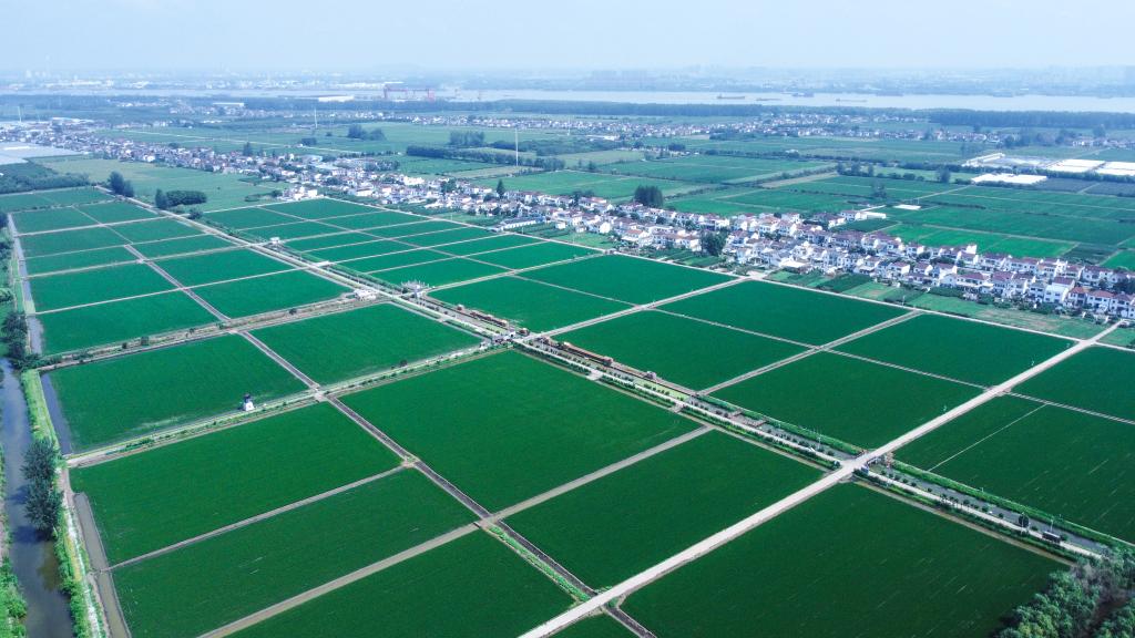 新春走基层·十村十年看长江之变｜江苏南京栖霞长江村：告别“浆糊地”，与江豚不期而遇