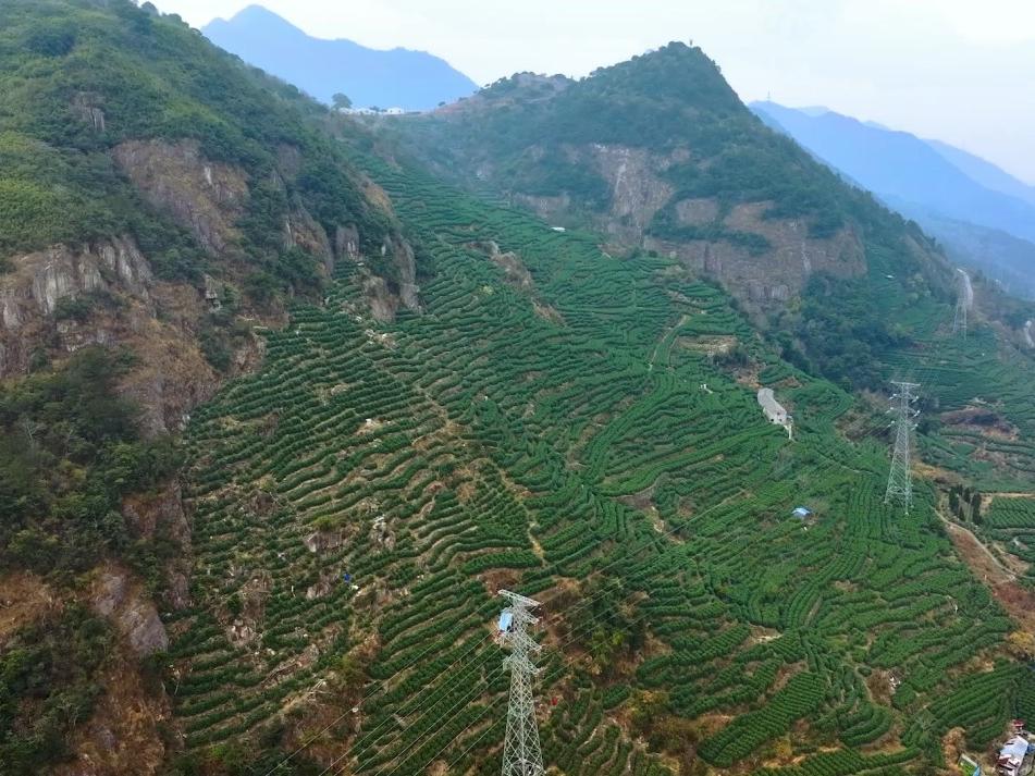 浙江温州:护航乌牛早茶生产 点亮乡村共富路